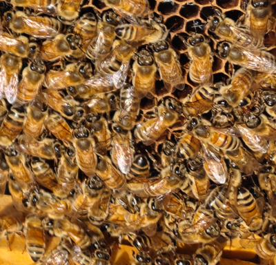 Borg workers on comb