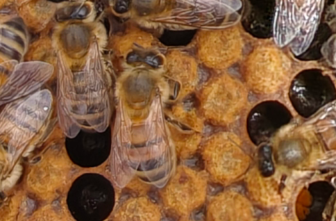 Frigga frame inspection