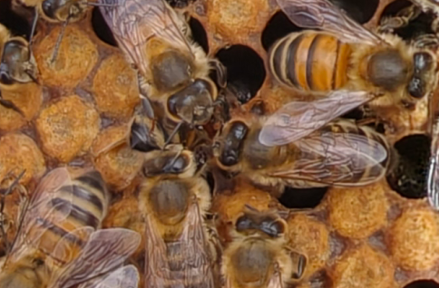 Honey frames from Frigga hive