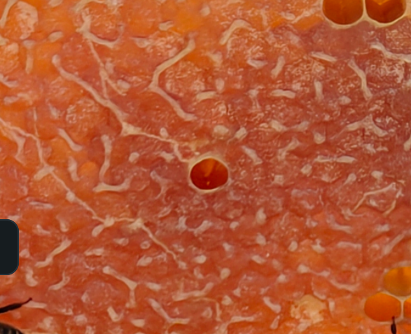 Guinevere workers on comb