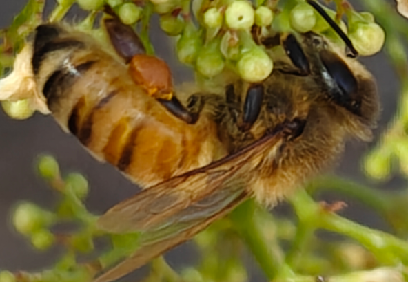 Marlena workers on comb