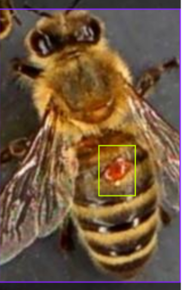 AI detection with bounding boxes